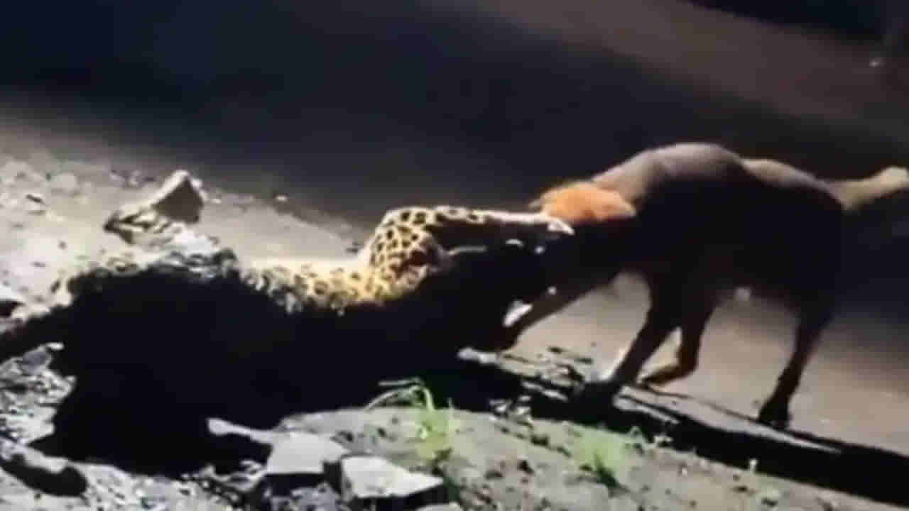 Viral Video: నాతో పెట్టుకుంటే అంతే సంగతి.. పులిపై కుక్క ఎదురుదాడి.. 300 మీటర్లు లాకెళ్లిన శునకం.. వీడియో వైరల్‌