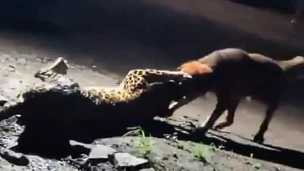 Viral Video: నాతో పెట్టుకుంటే అంతే సంగతి.. పులిపై కుక్క ఎదురుదాడి.. 300 మీటర్లు లాకెళ్లిన శునకం.. వీడియో వైరల్