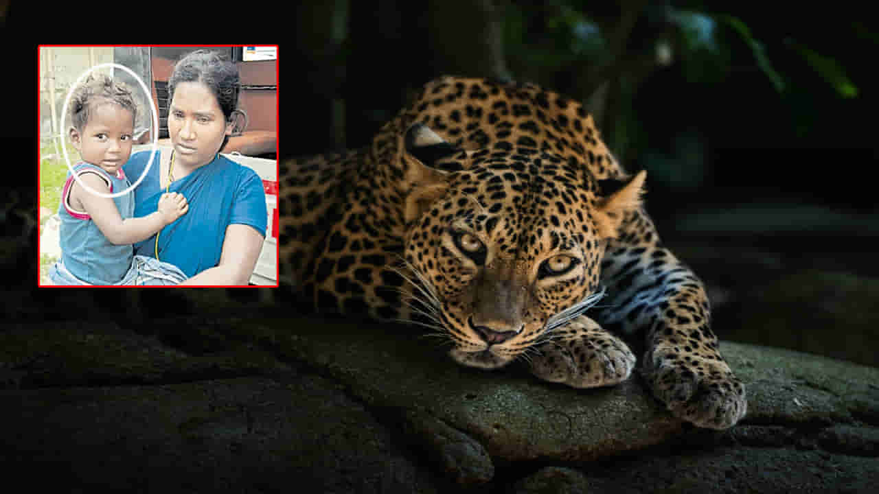 ఇంట్లో నిద్ర పోతున్న చిన్నారిని నోట కరచుకున్న చిరుత.. ఆ తర్వాత ఏం జరిగిందంటే?