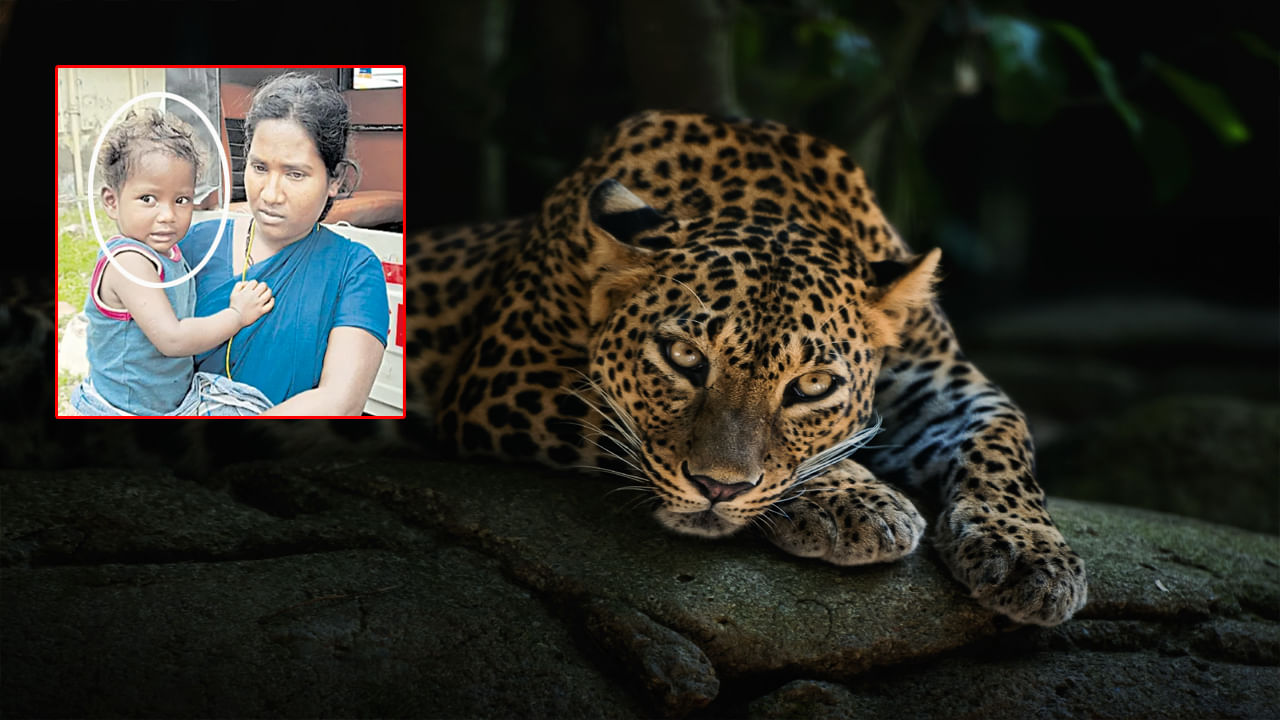 ఇంట్లో నిద్ర పోతున్న చిన్నారిని నోట కరచుకున్న చిరుత.. ఆ తర్వాత ఏం జరిగిందంటే?