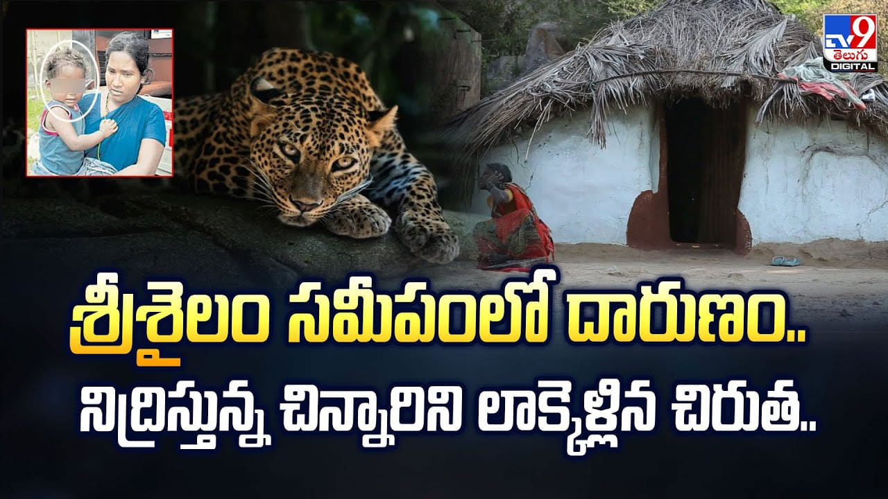 శ్రీశైలం సమీపంలో దారుణం.. నిద్రిస్తున్న చిన్నారిని లాక్కెళ్లిన చిరుత.. శ్రీశైలం సమీపంలో దారుణం.. నిద్రిస్తున్న చిన్నారిని లాక్కెళ్లిన చిరుత..