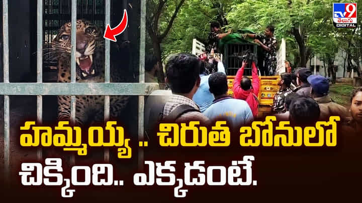 హమ్మయ్య .. చిరుత బోనులో చిక్కింది.. ఎక్కడంటే.. హమ్మయ్య .. చిరుత బోనులో చిక్కింది.. ఎక్కడంటే..