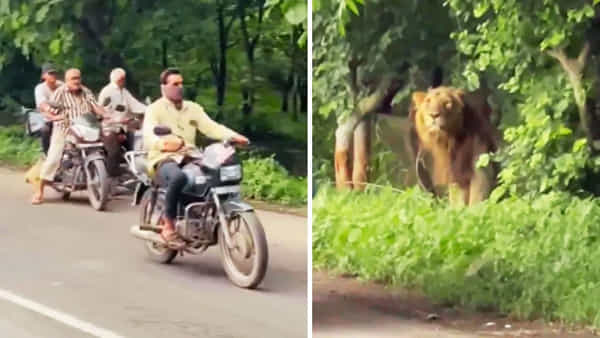 Viral Video: రండిరా రండి... మీకోసమే వెయిటింగ్... రోడ్డపక్కన షాకింగ్ సీన్తో వాహనదారుల పరుగో పరుగు