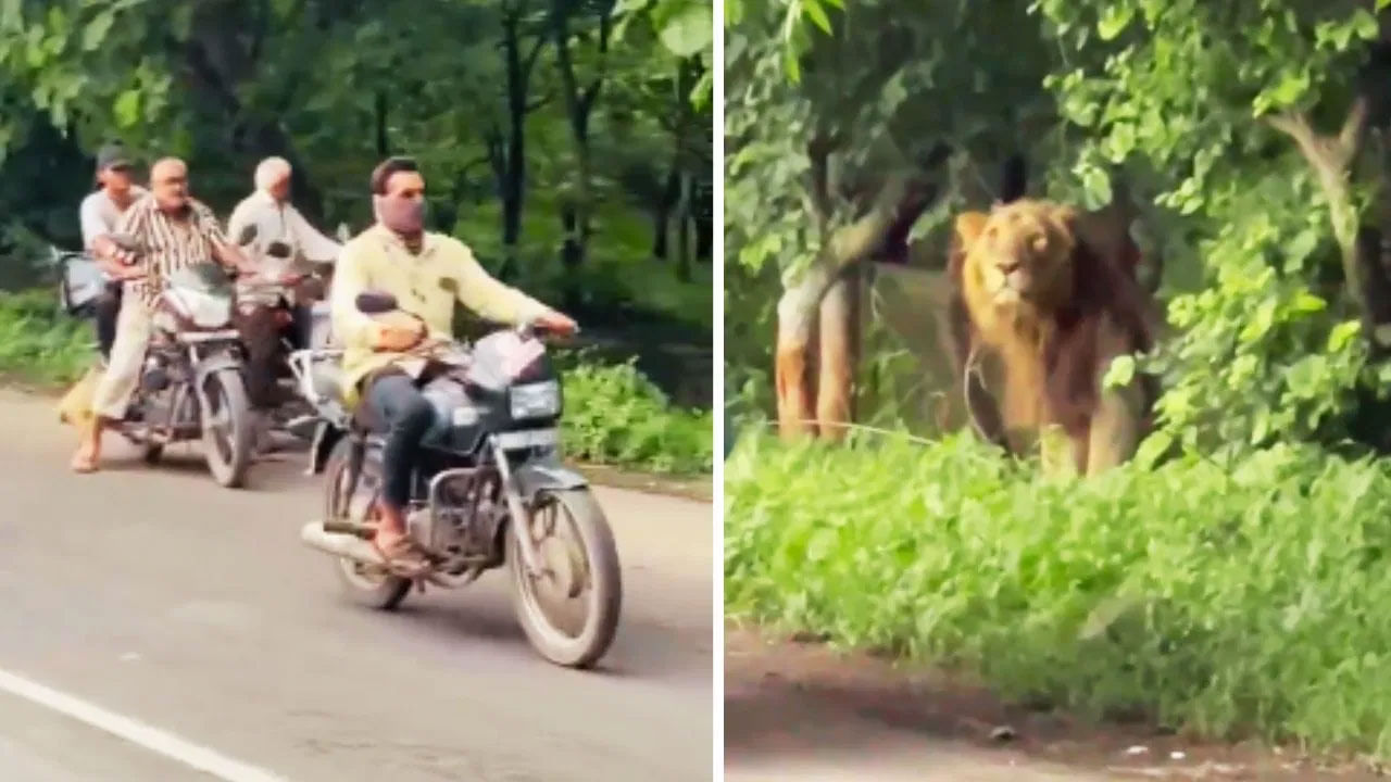 Viral Video: రండిరా రండి... మీకోసమే వెయిటింగ్‌... రోడ్డపక్కన షాకింగ్‌ సీన్‌తో వాహనదారుల పరుగో పరుగు