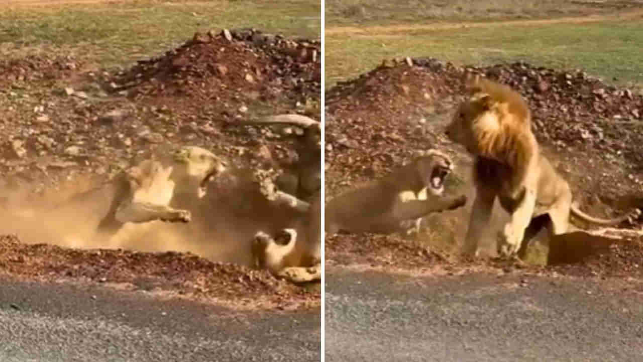 Video: అడవికి రాజైనా.. భార్య ముందు జుజుబీనే..!