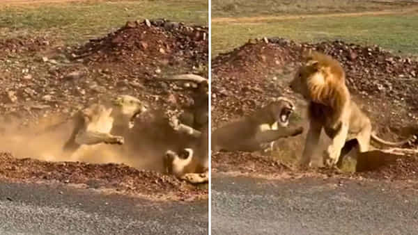 Video: అడవికి రాజైనా.. భార్య ముందు జుజుబీనే..!