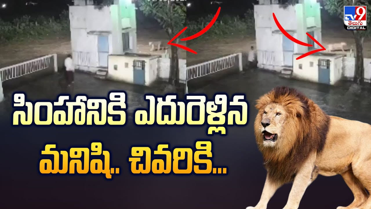 సింహానికి ఎదురెళ్లిన మనిషి.. చివరికి.. వీడియో