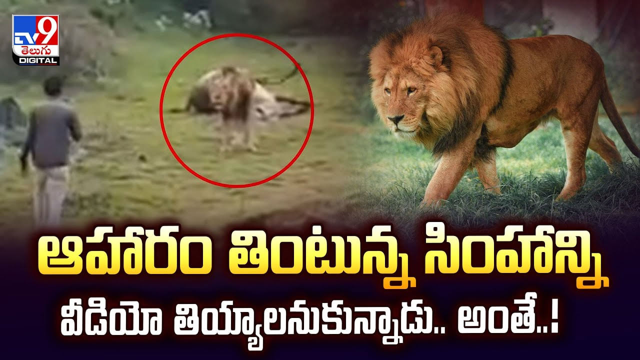ఆహారం తింటున్న సింహాన్ని వీడియో తియ్యాలనుకున్నాడు.. అంతే