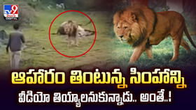 ఆహారం తింటున్న సింహాన్ని వీడియో తియ్యాలనుకున్నాడు.. అంతే ఆహారం తింటున్న సింహాన్ని వీడియో తియ్యాలనుకున్నాడు.. అంతే