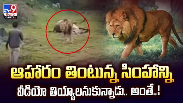 ఆహారం తింటున్న సింహాన్ని వీడియో తియ్యాలనుకున్నాడు.. అంతే ఆహారం తింటున్న సింహాన్ని వీడియో తియ్యాలనుకున్నాడు.. అంతే