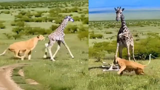 Viral Video: హైవేపై బైక్ – కారు రేస్.. మధ్యలో వచ్చిన మరో బైక్.. చివరకు ఏమైందంటే..? వీడియో వైరల్..