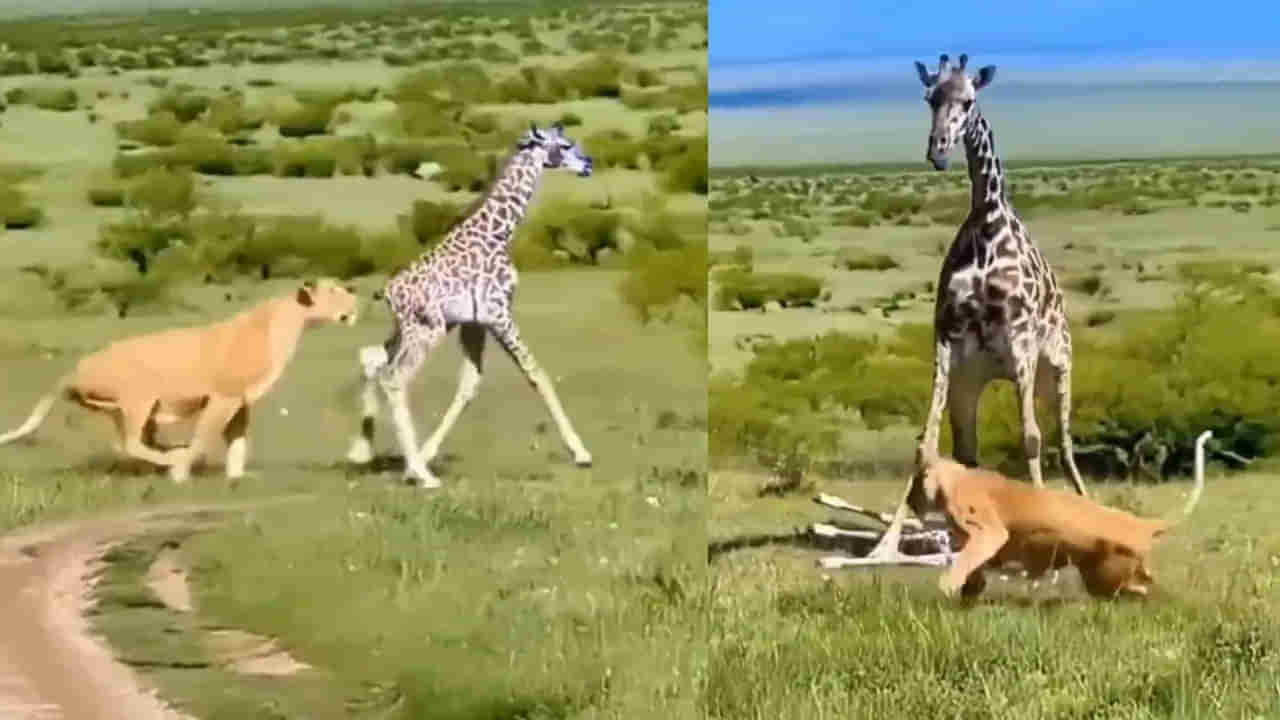 Video: ఆడ సింహానికి సరిగ్గా బుద్ధి చెప్పిన జిరాఫీ తల్లి! పిల్లల జోలికొస్తే అంతే..