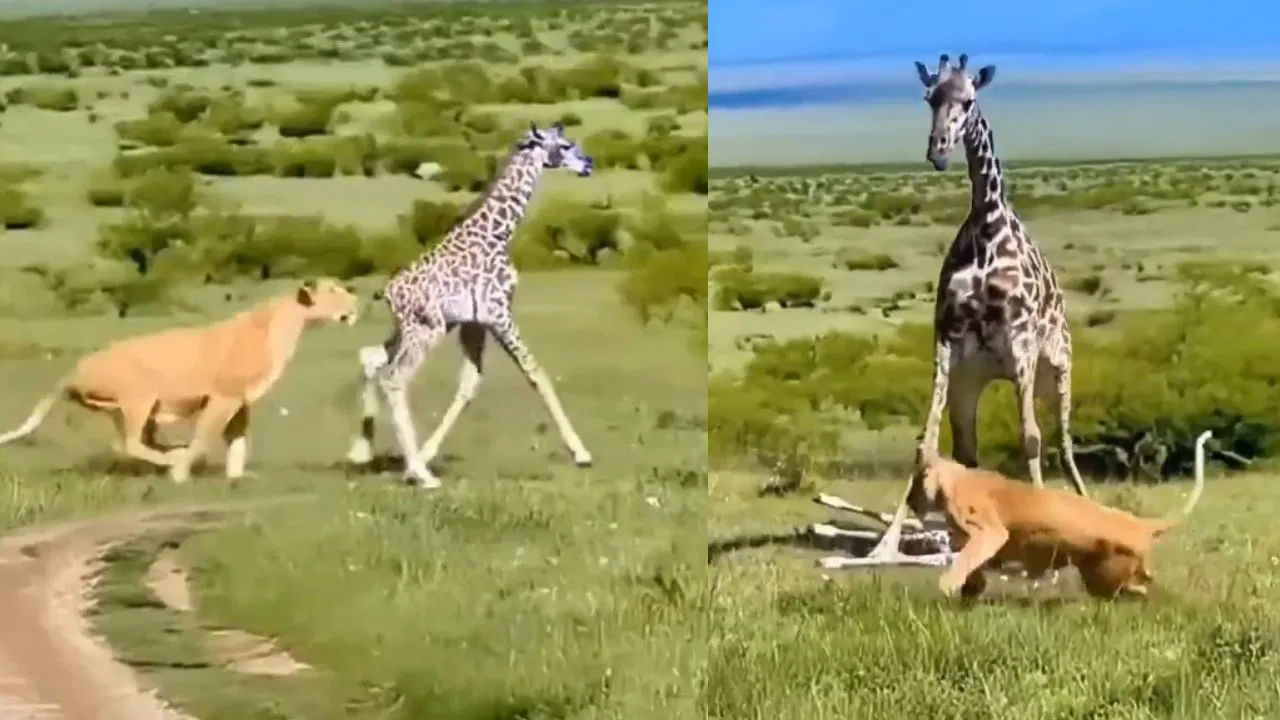 Video: ఆడ సింహానికి సరిగ్గా బుద్ధి చెప్పిన జిరాఫీ తల్లి! పిల్లల జోలికొస్తే అంతే..