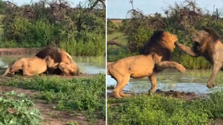 Viral Video: గాల్లోకి అమాంతం ఎగిరి నదిలో పడ్డ ట్రక్కు… నెట్టింట భయానక వీడియో వైరల్‌