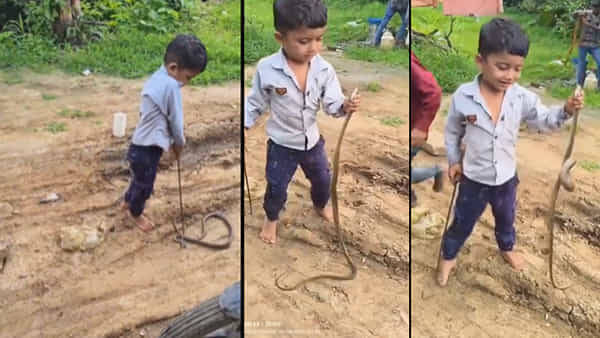Viral Video: వామ్మో..ఈ బుడ్డొడు మహా డేంజర్.. ప్రమాదకర పాములనే వణికిస్తున్నాడు..