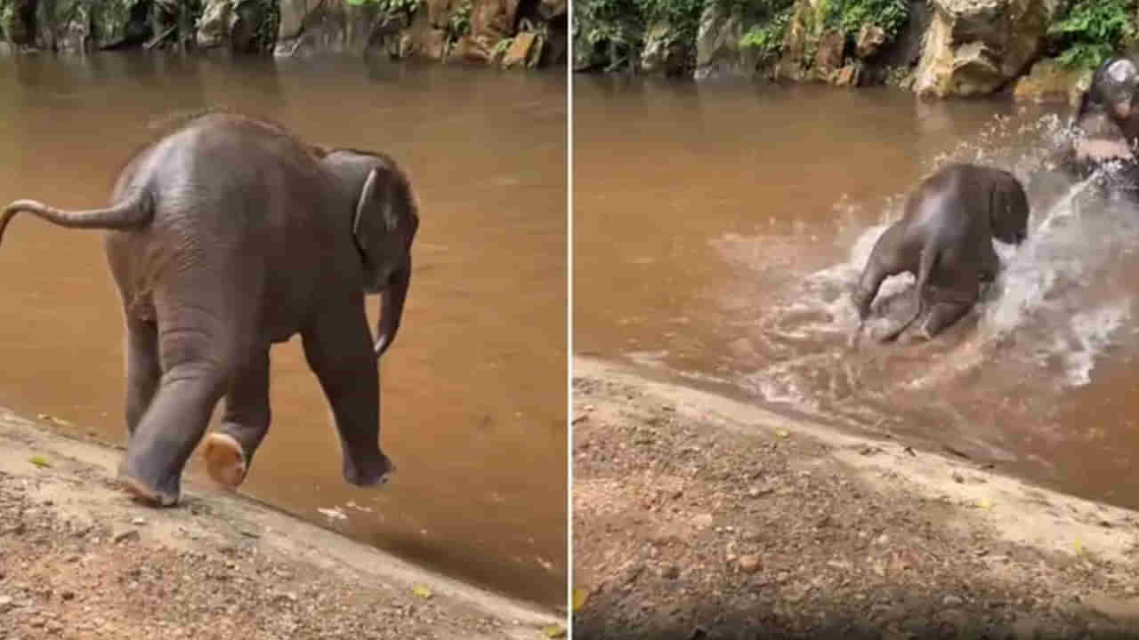 Watch: నీళ్లను చూడగానే అమాంతం ఎగిరిన గున్న ఏనుగు.. ఆ తర్వాత జరిగింది చూస్తే