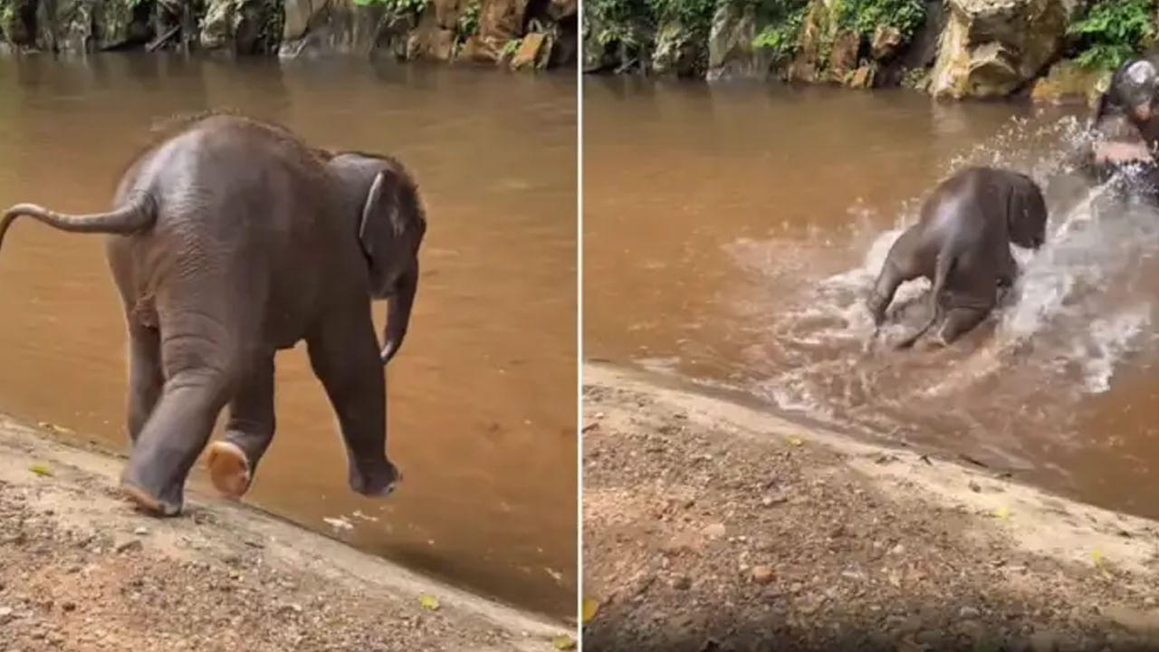 Watch: నీళ్లను చూడగానే అమాంతం ఎగిరిన గున్న ఏనుగు.. ఆ తర్వాత జరిగింది చూస్తే