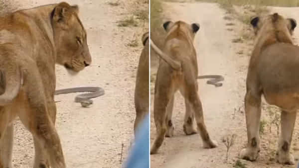 Viral Video: రెండు సింహాలకు ఎదురొచ్చిన నాగుపాము.. కొద్దిసేపటికే ఊహించని ట్విస్ట్.. మైండ్ బ్లోయింగ్ అంతే..