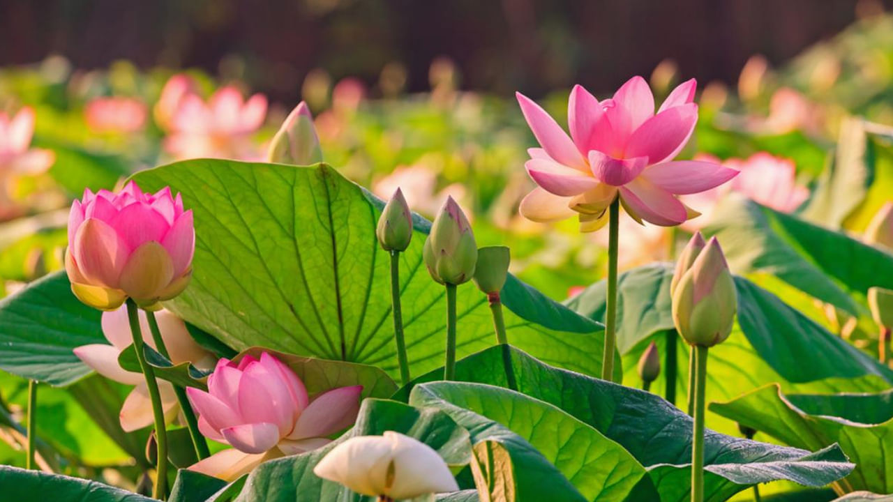 Lotus Flower