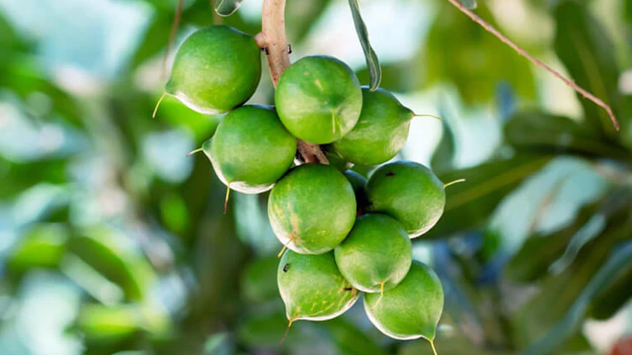 
మెదడు పనితీరు: దీనిలో ఉన్న పోషకాలు మెదడు పనితీరును మెరుగుపరుస్తాయి. జ్ఞాపకశక్తిని పెంచుతాయి. 
