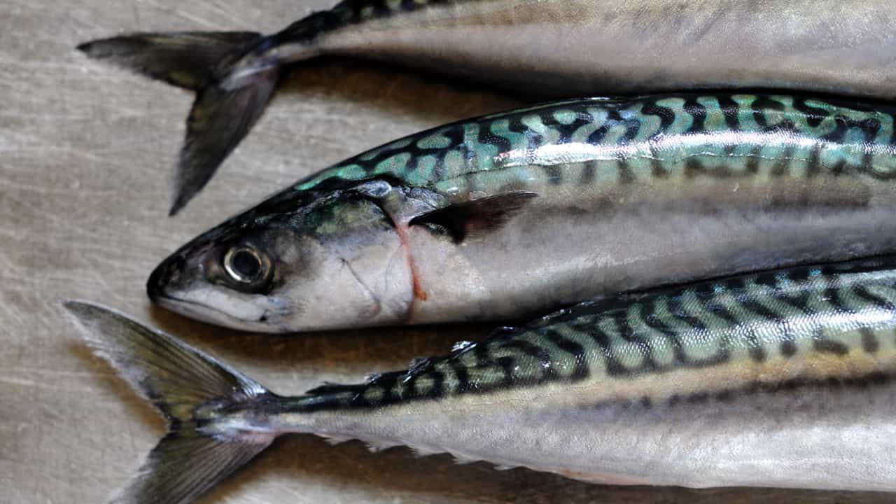 మాకేరెల్ (Mackerel).. శరీరానికి బలాన్నిచ్చే చేపగా దీనికి పేరుంది. 100 గ్రాముల మాకేరెల్ లో సుమారు 4500 mg ఒమేగా 3 ఫ్యాటీ యాసిడ్స్ ఉంటాయి. ఇవి గుండె సంబంధిత వ్యాధులు, స్ట్రోక్ వంటి వాటిని నివారించడంలో తోడ్పడతాయి.