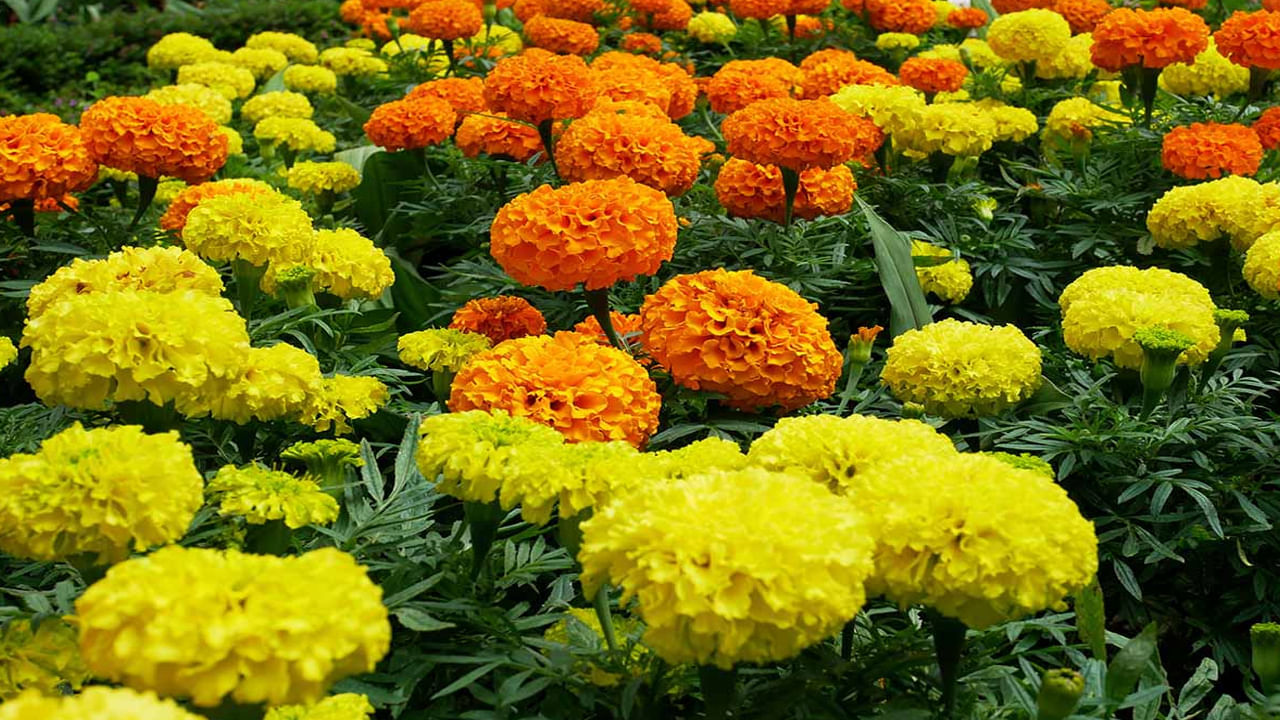 Vastu Tips: ఇంటికి ఈ దిశగా బంతి మొక్కలు పెంచితే.. మీరు పట్టిందల్లా బంగారమే..! – Telugu News | Marigold plant direction in vastu tips in telugu