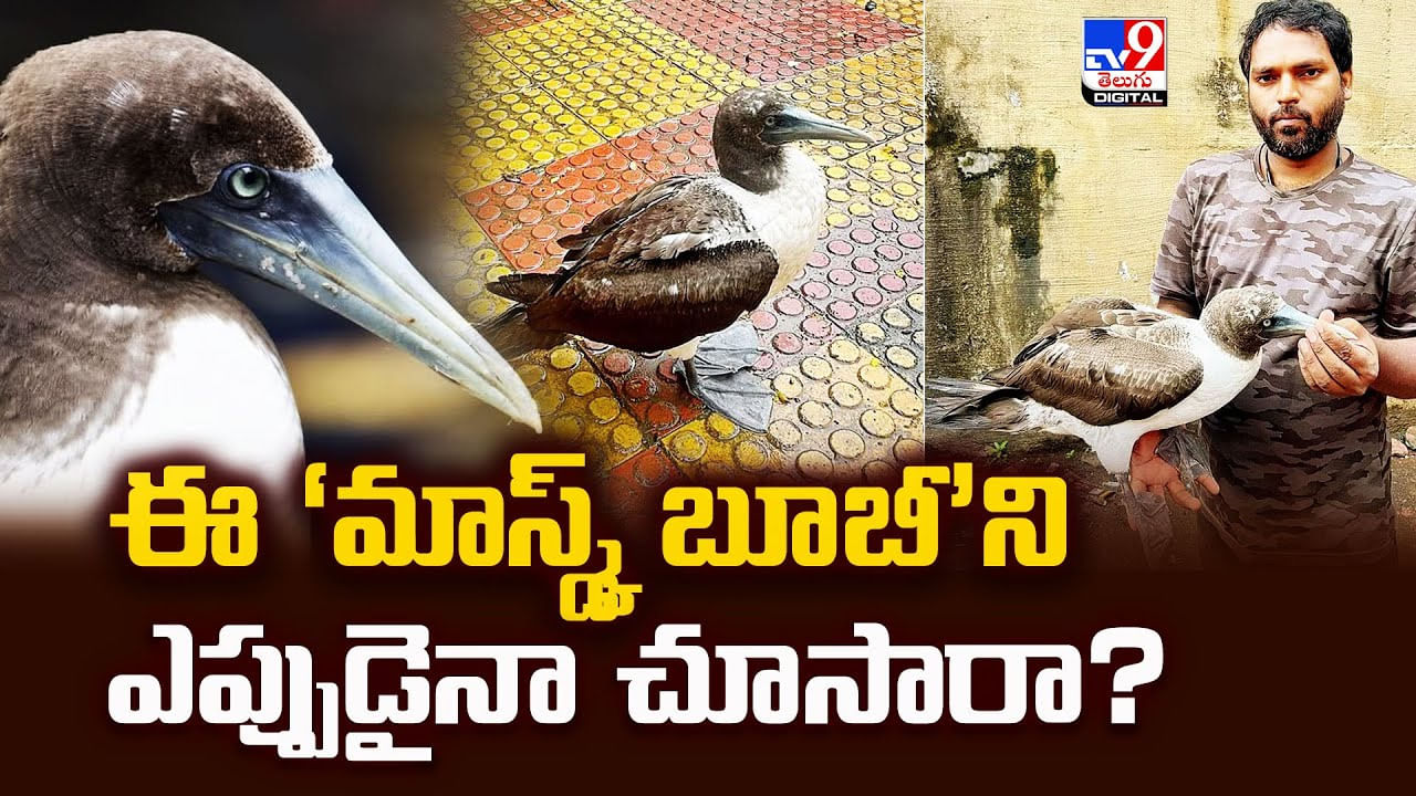 అరుదైన ‘మాస్క్డ్‌ బూబీ’ని ఎప్పుడైనా చూసారా?