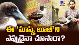 అరుదైన ‘మాస్క్డ్ బూబీ’ని ఎప్పుడైనా చూసారా? అరుదైన ‘మాస్క్డ్ బూబీ’ని ఎప్పుడైనా చూసారా?