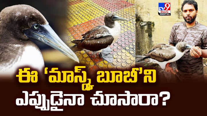 అరుదైన ‘మాస్క్డ్ బూబీ’ని ఎప్పుడైనా చూసారా? అరుదైన ‘మాస్క్డ్ బూబీ’ని ఎప్పుడైనా చూసారా?