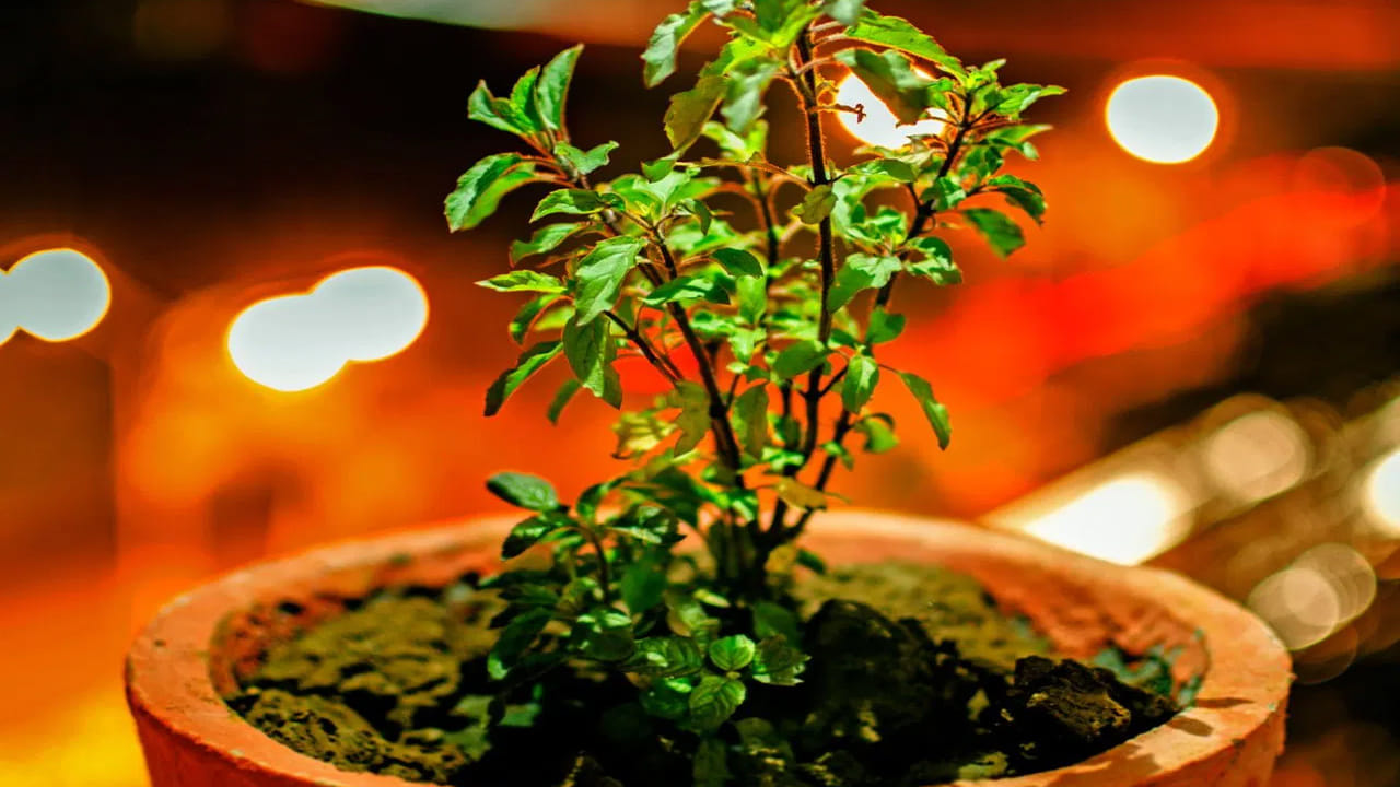 హిందూ మతంలో తులసి మొక్కకు ప్రత్యేక ప్రాముఖ్యత ఉంది. ఇది ఔషధ మూలికలలో రాణి కూడా. ఈ మొక్క రోగనిరోధక శక్తిని పెంచడం ద్వారా జలుబు, దగ్గు వంటి సమస్యలను తగ్గించడంలో సహాయపడుతుంది. ఇది ఒత్తిడిని తగ్గించడంలో కూడా సహాయపడుతుంది.  