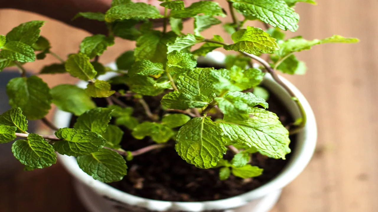 పుదీనా దాని తాజాదనానికి ప్రసిద్ధి చెందింది. దీనిని అనేక పానీయాలలో అలాగే ఆహార పదార్థాలలో ఉపయోగిస్తారు. పుదీనా ఇచ్చే శారీరక ఆరోగ్య ప్రయోజనాల గురించి చెప్పాలంటే.. ఇది తలనొప్పి  నుంచి ఉపశమనాన్ని అందిస్తుంది. జీర్ణక్రియను మెరుగుపరచడంలో కూడా సహాయపడుతుంది. పుదీనాను పెంచుకోవడం చాలా సులభం.. ఇంట్లో ఏదైనా చిన్న కుండీలోనైనా దీనిని పెంచుకోవచ్చు.
