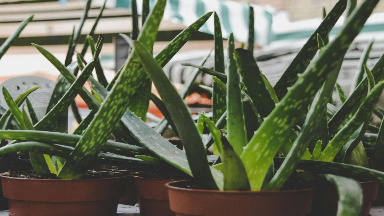 కలబంద మొక్కలో సాటి లేని మేటి అయిన ఔషధ గుణాలున్నాయి. దీనిలో లెక్కలేనన్ని ప్రయోజనాలు ఉన్నాయి. గాయాలు, జుట్టుకు చికిత్స చేయడంలో కలబంద ఉపయోగపడుతుంది. దీనితో పాటు ఇది జీర్ణక్రియను కూడా మెరుగుపరుస్తుంది. ఇంట్లో దీన్ని పెంచుకోవడం కూడా చాలా సులభం.
