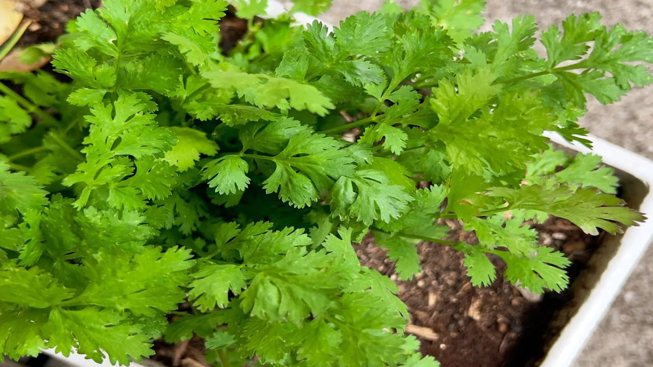 కొత్తిమీర.. ధనియాలను కొత్తిమీర పండించడానికి ఉపయోగిస్తారు. ఇది ఆహార రుచిని పెంచడమే కాకుండా.. ఇది అనేక వ్యాధుల నివారణకు కూడా ప్రయోజనకరంగా ఉంటుంది. ఇది రక్తంలో చక్కెర స్థాయిని  నియంత్రించడంలో పాటు జీర్ణక్రియను మెరుగుపరచడంలో సహాయపడుతుంది. ఈ కొత్తిమీరను పెంచడం కూడా చాలా ఈజీ. ఇంట్లోని ఒక కుండీలో ధనియాలను వేసినా కొత్తిమీర పెరుగుతుంది.   
 