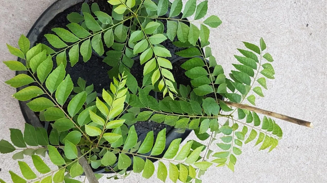 కరివేపాకు జుట్టుకు చాలా ప్రయోజనకరంగా ఉంటుంది. ఇది ఆహార రుచిని పెంచడమే కాకుండా జుట్టును బలోపేతం చేస్తుంది. జుట్టు రాలకుండా నిరోధిస్తుంది. మీరు ఈ మొక్కను చాలా మంది తమ ఇళ్ళలో పెంచుకోవడం చూసే ఉంటారు. దీనికి క్రమం తప్పకుండా నీరు పోస్తే చాలా త్వరగా పెరుగుతుంది.
