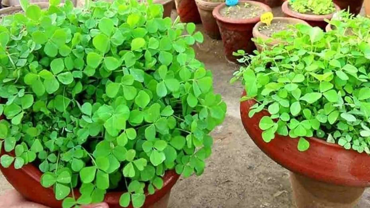 మెంతి ఆకులు కూడా చాలా ఆరోగ్యానికి ప్రయోజనకరంగా ఉంటాయి. మీరు మెంతి ఆకులను బాల్కనీలో పెంచుకోవడం చాలా సులభం. మెంతి గింజలు వేస్తే మెంతి మొక్కలు మొలకెత్తుతాయి.  ఈ ఆకులు రక్తంలో చక్కెర స్థాయిని నియంత్రించడంలో సహాయపడతాయి. అలాగే ఇది జుట్టుకు కూడా ఒక వరం లాంటిది. దానిని సరిగ్గా చూసుకుంటే.. చాలా త్వరగా పెరుగుతుంది.