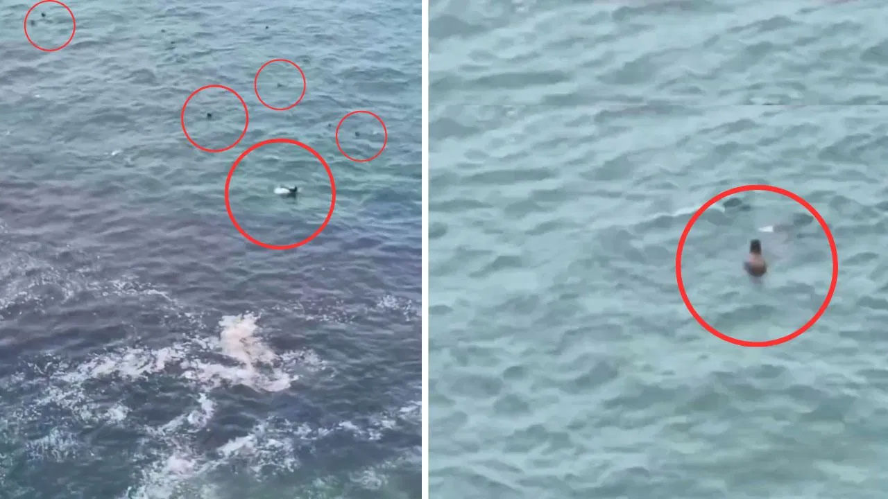 Viral Video: సముద్రంపై తేలియాడుతున్న ఆ గుర్తుతెలియని జీవులు ఏంటి? సాగరకన్యలా లేక మరేవైన జీవులా?