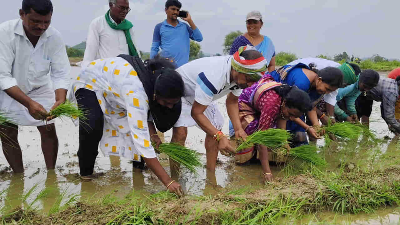 Telangana: కూలీలతో కలిసి ట్రాక్టర్తో పొలం దున్ని నాటు వేసిన ఎమ్మెల్యే.. ఆశ్చర్యపోయిన రైతులు!