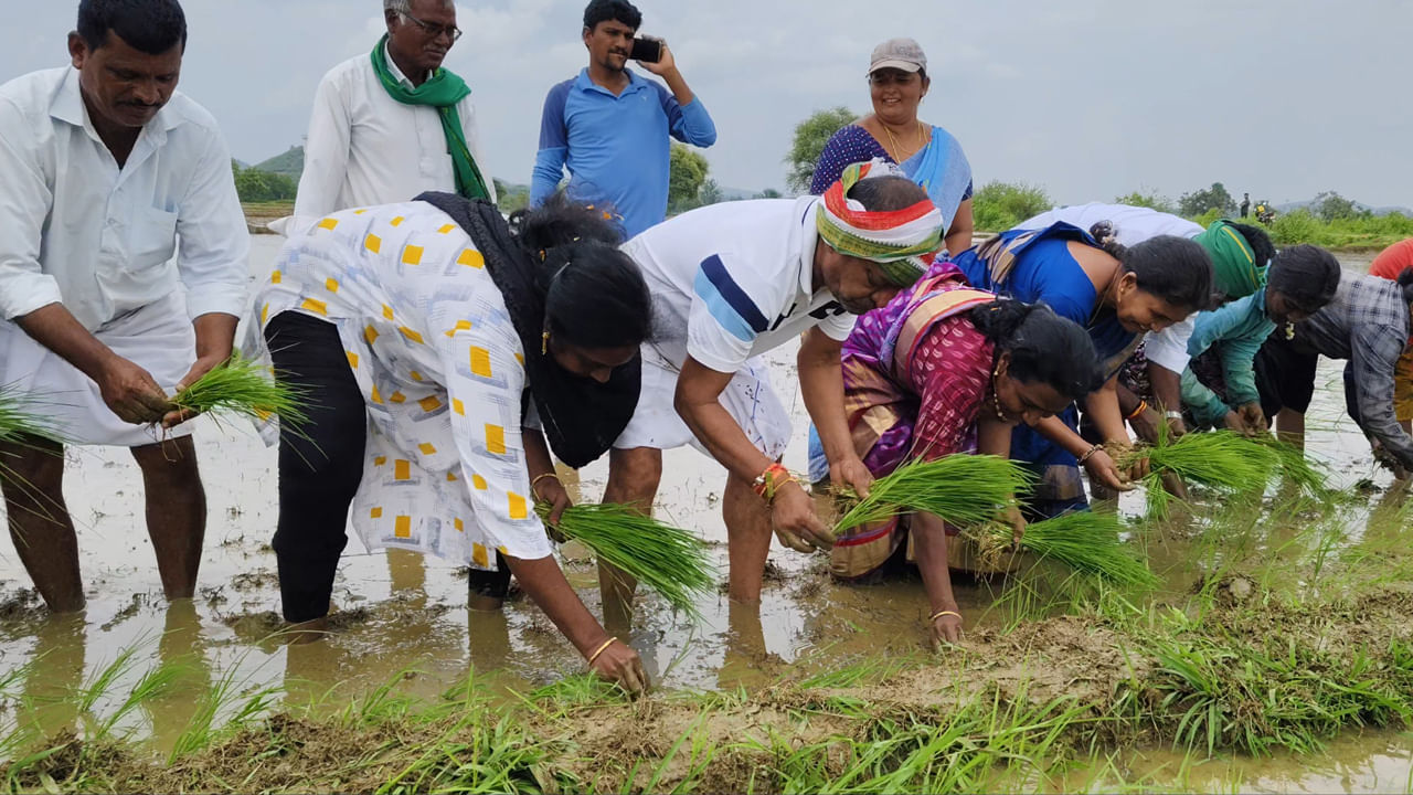 Telangana: కూలీలతో కలిసి ట్రాక్టర్తో పొలం దున్ని నాటు వేసిన ఎమ్మెల్యే.. ఆశ్చర్యపోయిన రైతులు!