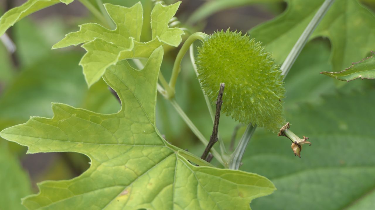 బోడ కాకరకాయ (Momordica dioica).. బోడ కాకరకాయ మొక్క వేడి, తడి వాతావరణంలో ఎక్కువగా పెరుగుతుంది. దీని పండ్లను కూరగాయలుగా కూడా తింటారు. పల్లె వైద్య పద్ధతుల ప్రకారం.. ఈ మొక్క వేరును నూరి, పాలతో కలిపి తీసుకుంటే పాముకాటు ప్రభావాలు తగ్గుతాయని చెబుతారు.