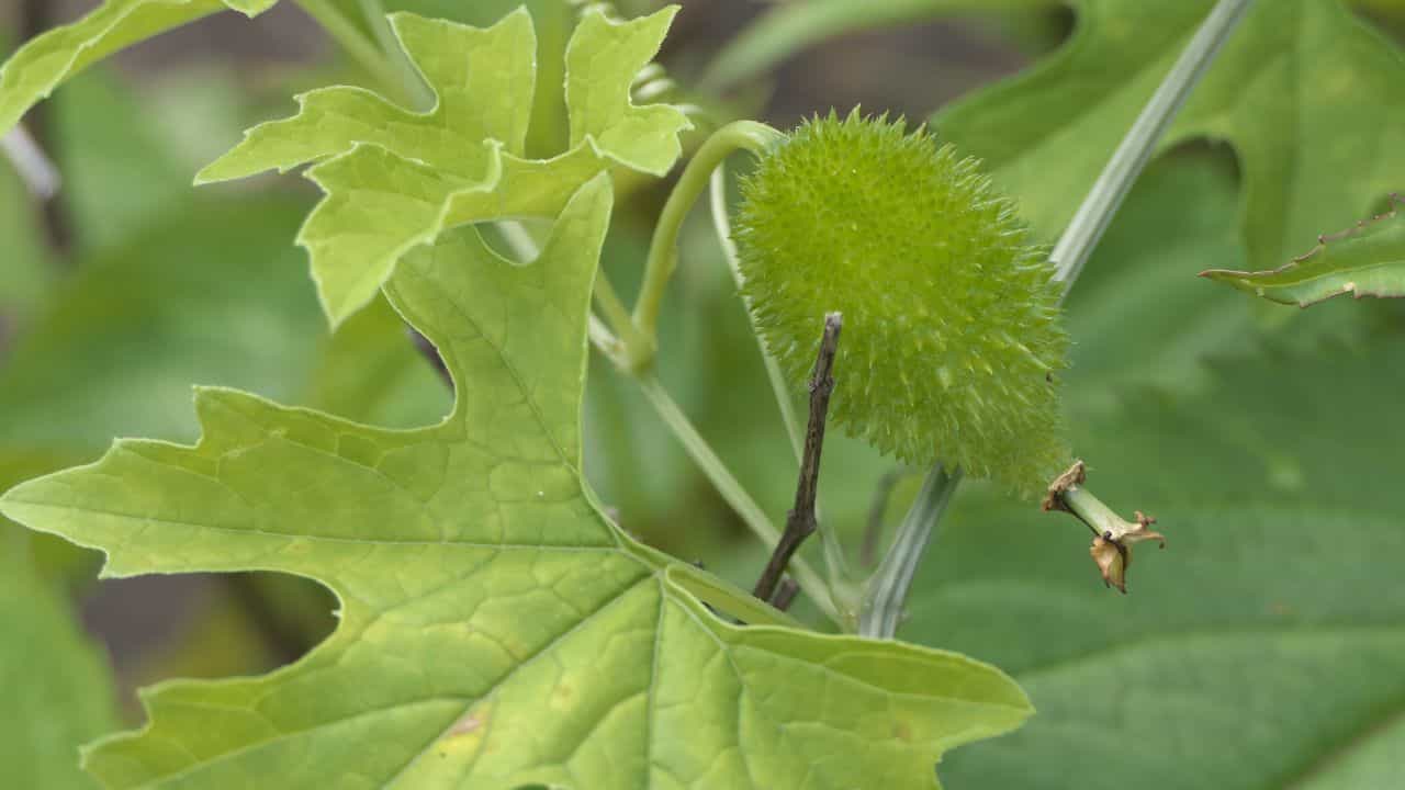 బోడ కాకరకాయ (Momordica dioica).. బోడ కాకరకాయ మొక్క వేడి, తడి వాతావరణంలో ఎక్కువగా పెరుగుతుంది. దీని పండ్లను కూరగాయలుగా కూడా తింటారు. పల్లె వైద్య పద్ధతుల ప్రకారం.. ఈ మొక్క వేరును నూరి, పాలతో కలిపి తీసుకుంటే పాముకాటు ప్రభావాలు తగ్గుతాయని చెబుతారు.