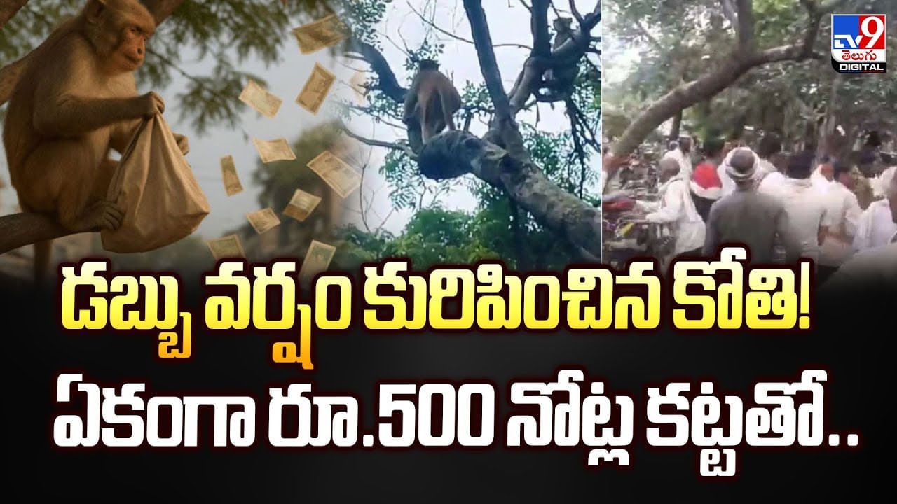 ఇదేంట్రా బాబూ.. డబ్బుల వర్షం కురిపించిన కోతి..! ఏకంగా రూ.500 నోట్లతో.. ఇదేంట్రా బాబూ.. డబ్బుల వర్షం కురిపించిన కోతి..! ఏకంగా రూ.500 నోట్లతో..