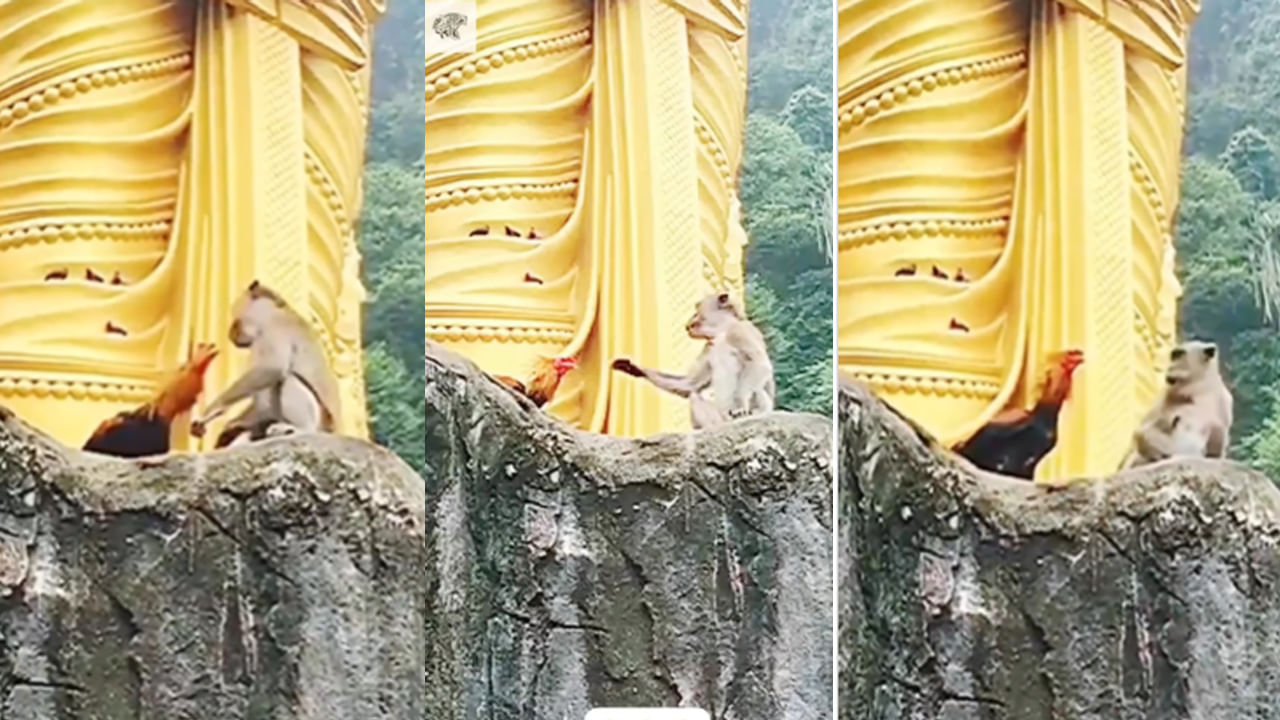 Viral Video: కోడిపుంజు కంత్రీప్లాన్.. కొండపై నుంచి కోతిని తోసేందుకు కుట్ర..! ప్లాన్ రివర్స్.. చూస్తే పొట్ట చెక్కలే..