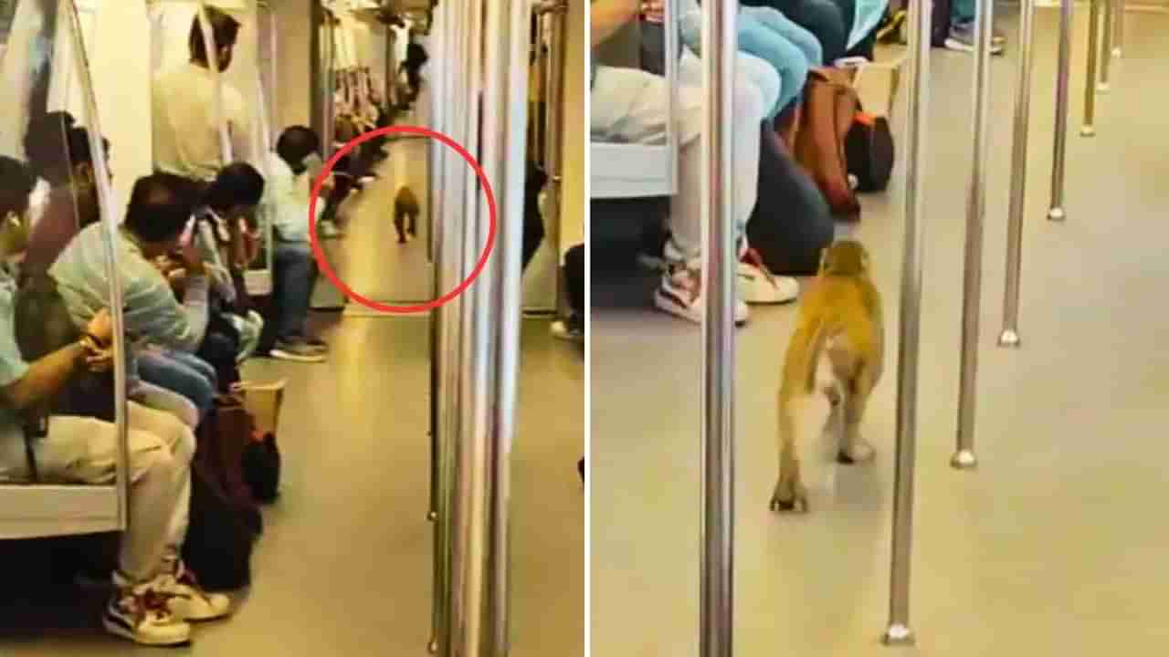 నాకో జాలీ రైడ్ కావాలి గురూ..! ఢిల్లీ రైల్లో ప్రయాణించిన కోతి.. వీడియో చూడండి