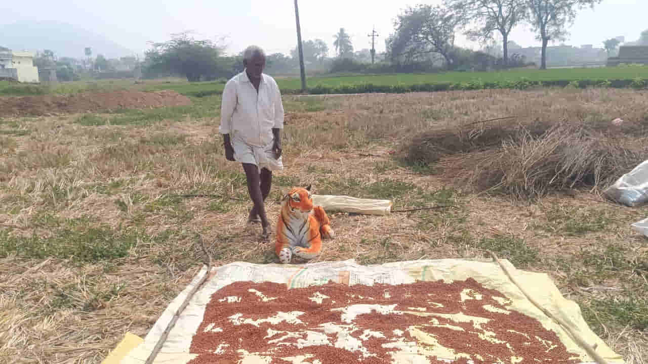 Telangana News: రైతన్నకు అండగా పెద్దపులి.. పొలంలో తిష్టవేసి ఏం చేస్తుందంటే..