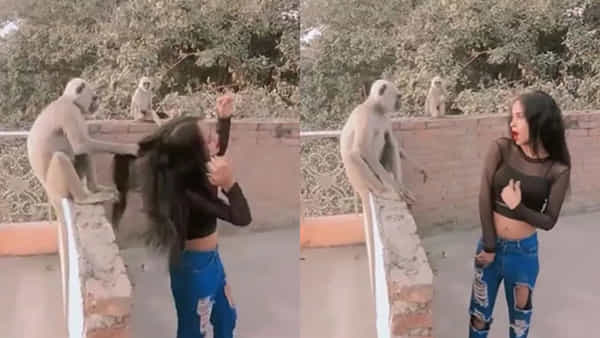 Viral Video: ఇవే తగ్గించుకుంటే మంచిది.. కొండముచ్చు ముందు అమ్మాయి రీల్స్.. చివరకు ఏమైందంటే..