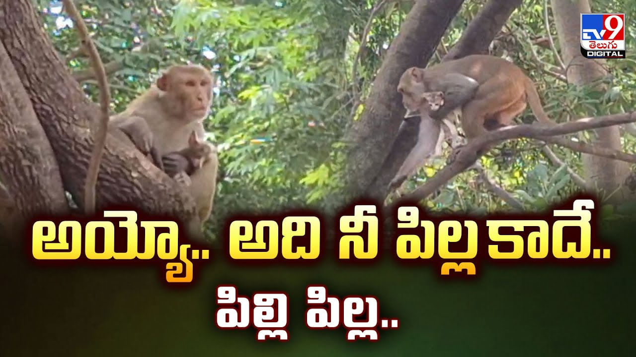 అయ్యో.. అది నీ పిల్ల కాదే.. పిల్లి పిల్ల..నెట్టింట ట్రెండ్ అవుతున్న వీడియో!