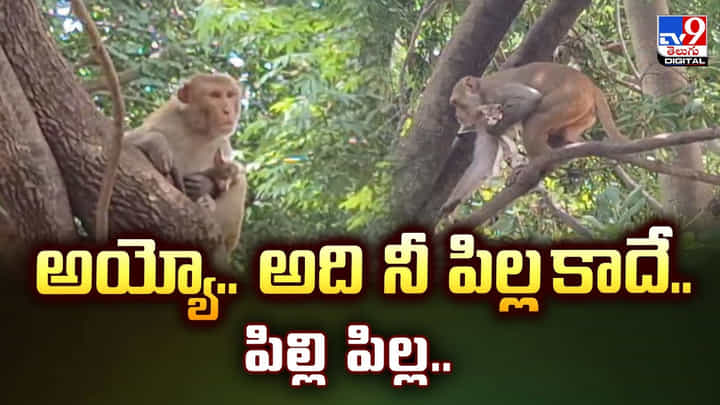 అయ్యో.. అది నీ పిల్ల కాదే.. పిల్లి పిల్ల..నెట్టింట ట్రెండ్ అవుతున్న వీడియో! అయ్యో.. అది నీ పిల్ల కాదే.. పిల్లి పిల్ల..నెట్టింట ట్రెండ్ అవుతున్న వీడియో!