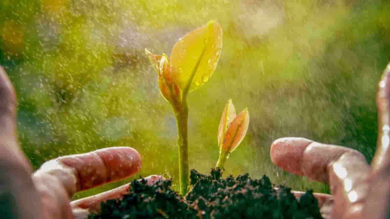 Monsoon Gardening: మీ గార్డెన్లో మొక్కలు ఆరోగ్యంగా ఉండాలంటే.. మీరు ఈ జాగ్రత్తలు తీసుకోవాల్సిందే..!