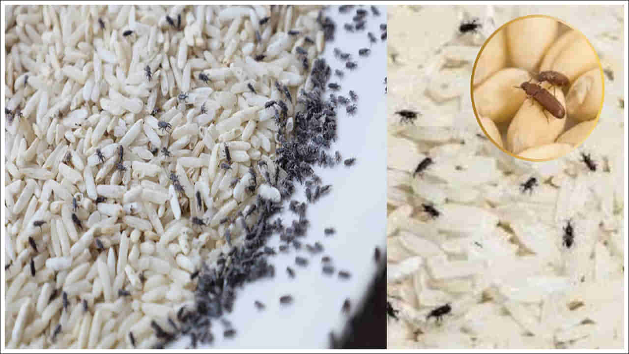 Monsoon Season Tips: వర్షాకాలంలో బియ్యం, ధాన్యాలకు పురుగు పడుతుందా? ఇలా చేయండి