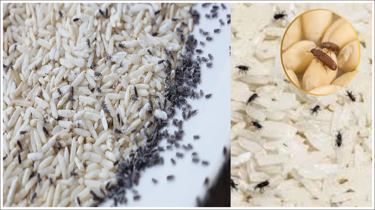 Monsoon Season Tips: వర్షాకాలంలో బియ్యం, ధాన్యాలకు పురుగు పడుతుందా? ఇలా చేయండి